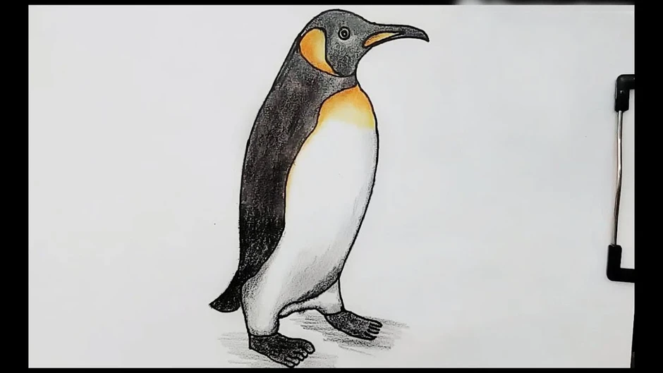 Пингвин рисунок карандашом цветным