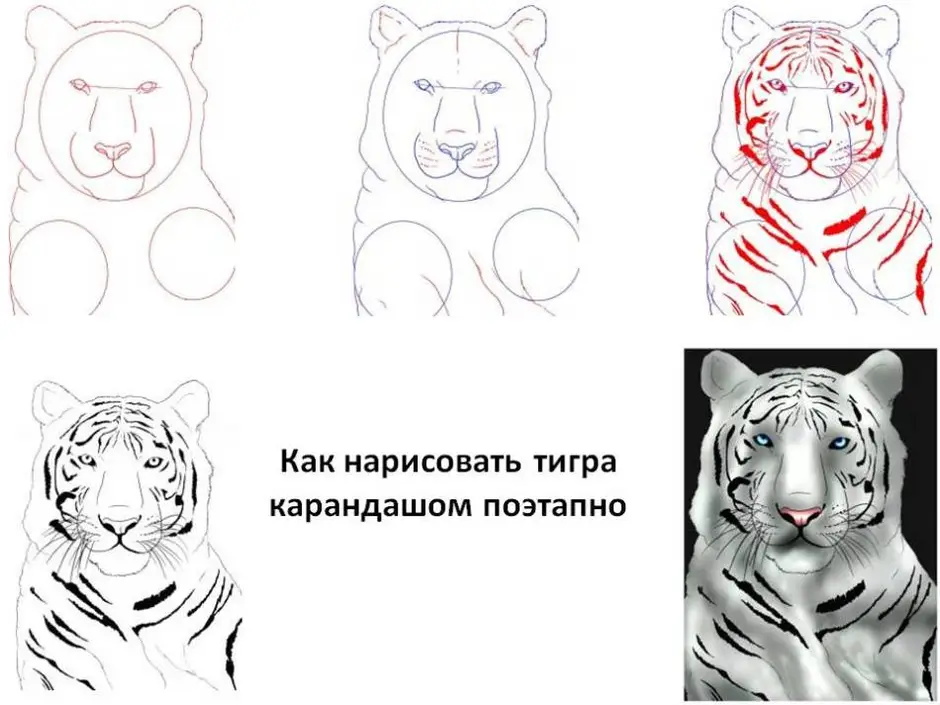 Рисунки карандашом морда тигра (59 фото)