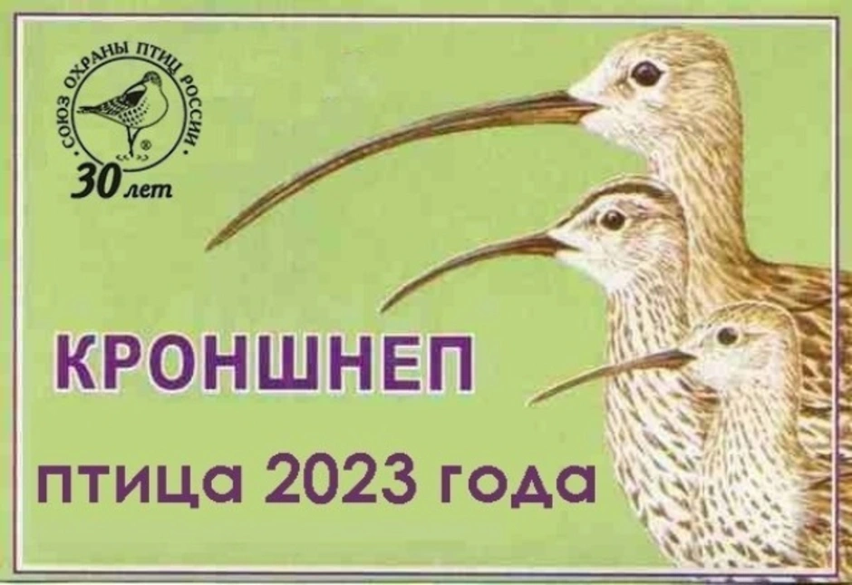 Птица года 2023 кроншнеп презентация