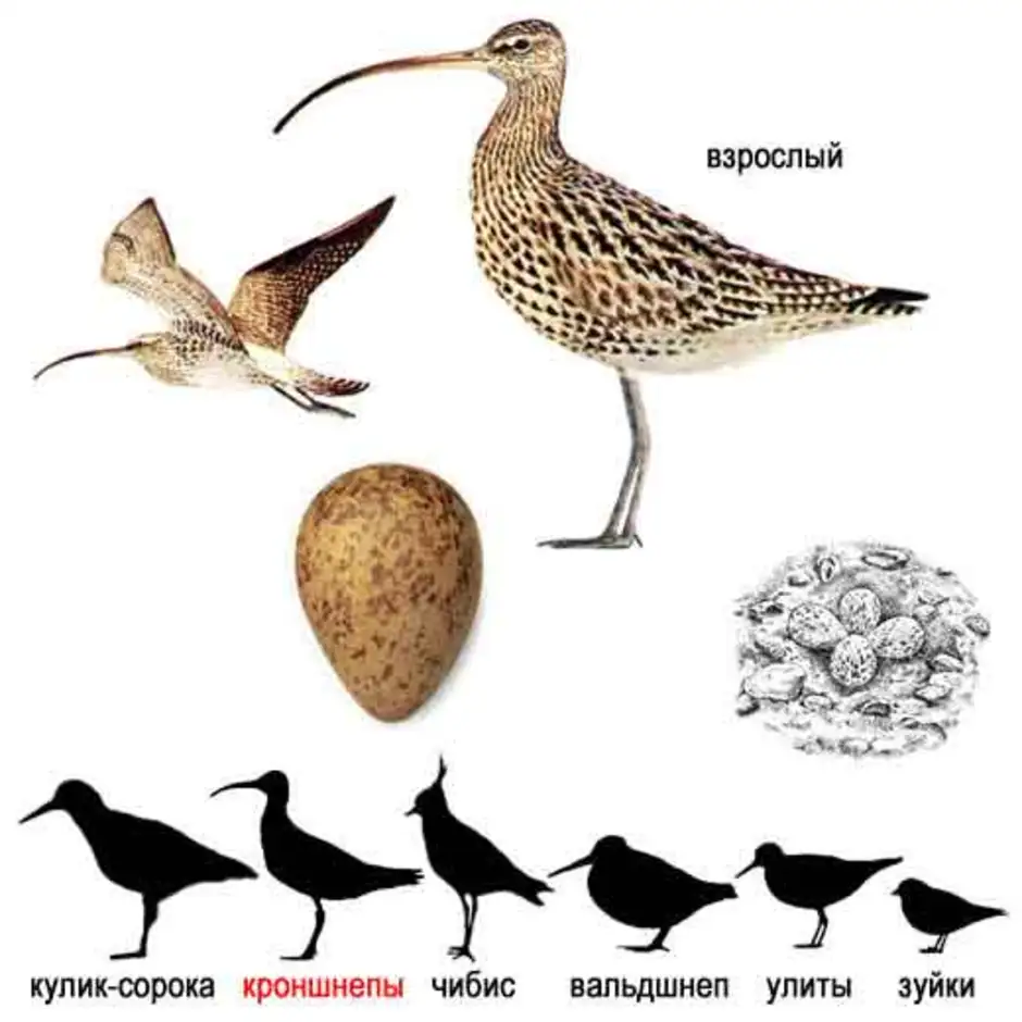 Большой кроншнеп рисунок