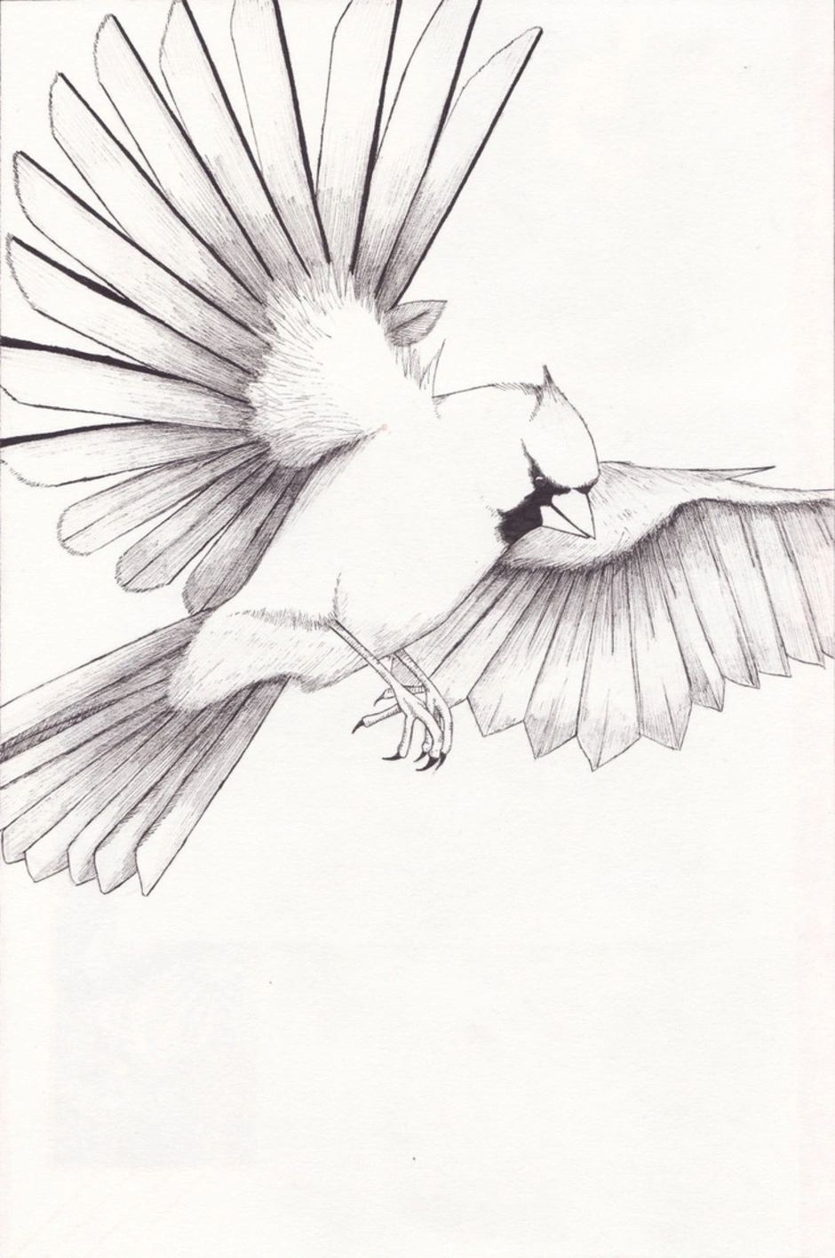 Рисунок птиц карандашом легкие. Птица рисунок. Птицы для срисовывания. Птичка зарисовка. Рисунки птиц для срисовки.