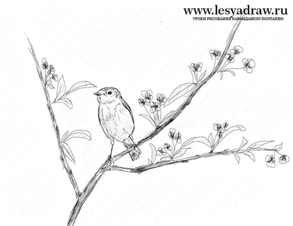 Весенние рисунки карандашом легкие. Птичка на ветке рисунок. Птица на ветке карандашом. Весенний рисунок карандашом.