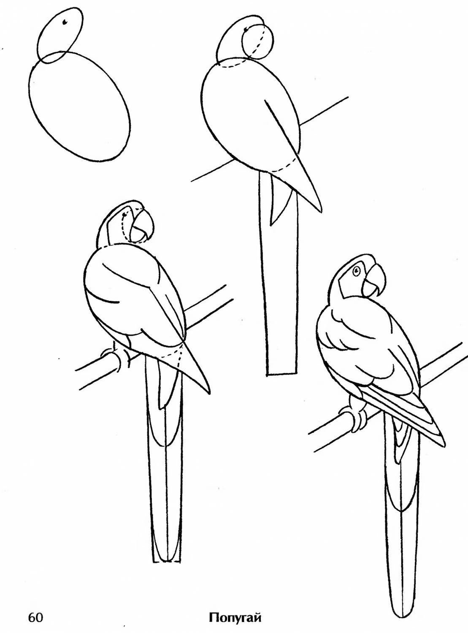 Попугай рисунок для детей карандашом