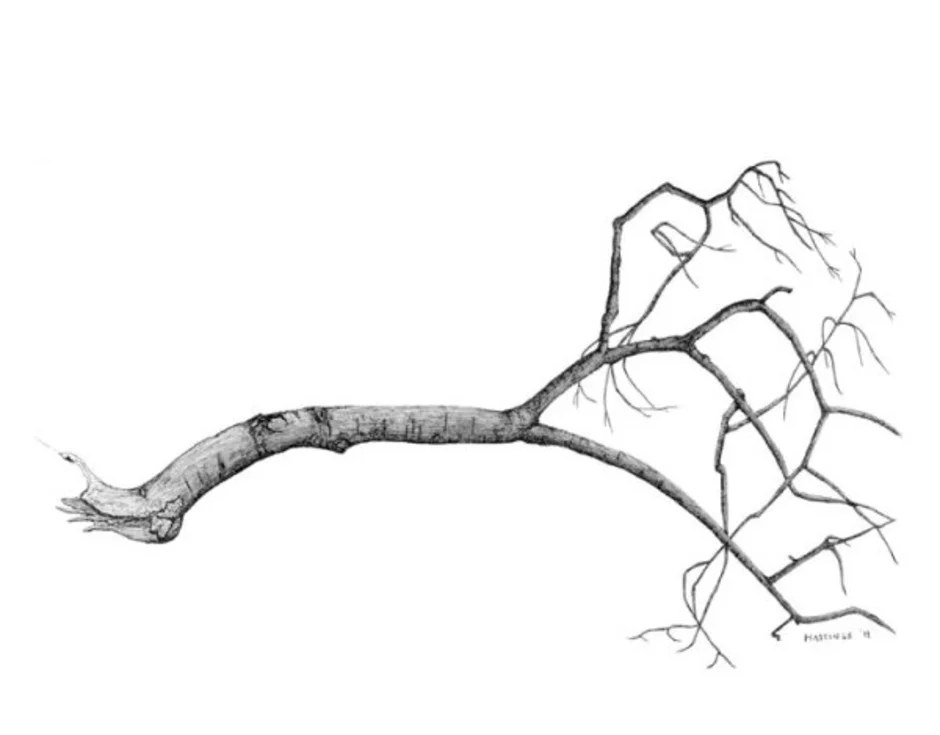 Для иллюстрации какой ветви. Ветка дерева карандашом. Сухие ветки в карандаше. Дерево с ветвями раскраска. Поваленное дерево.