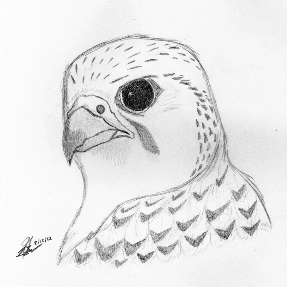 Рисунок птиц карандашом легкие. Птицы карандашом для срисовки. Рисунки птиц для срисовки. Рисунок птицы карандашом для срисовки. Рисунки птиц для срисовки лёгкие.