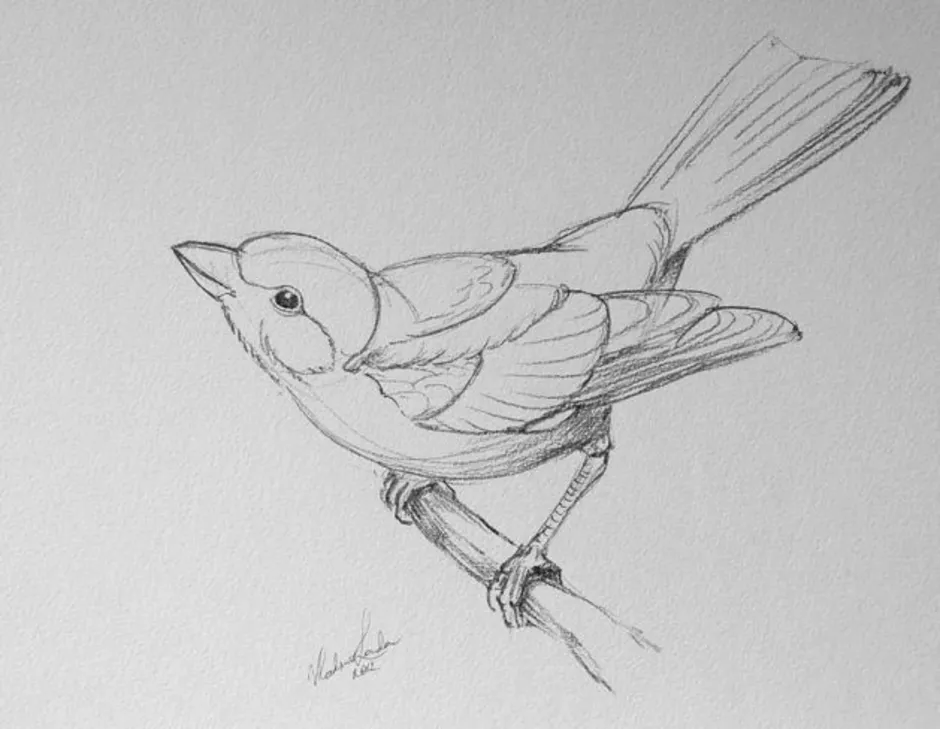Рисунки птиц для срисовки легкие. Зарисовки птиц. Птица рисунок. Птица карандашом. Наброски птиц карандашом.