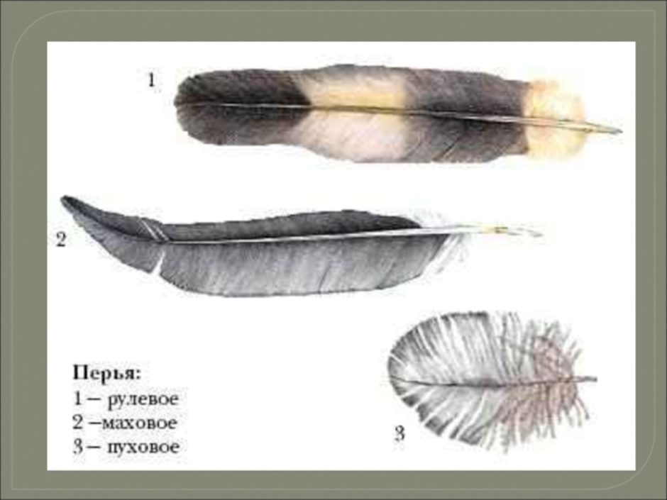 У птиц различают перья. Строение маховых перьев. Перья птиц. Маховые и рулевые перья. Перья птиц маховые и пуховые.