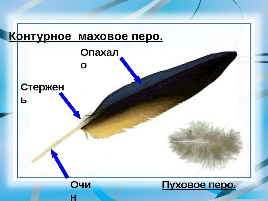 Пуховое перо рисунок