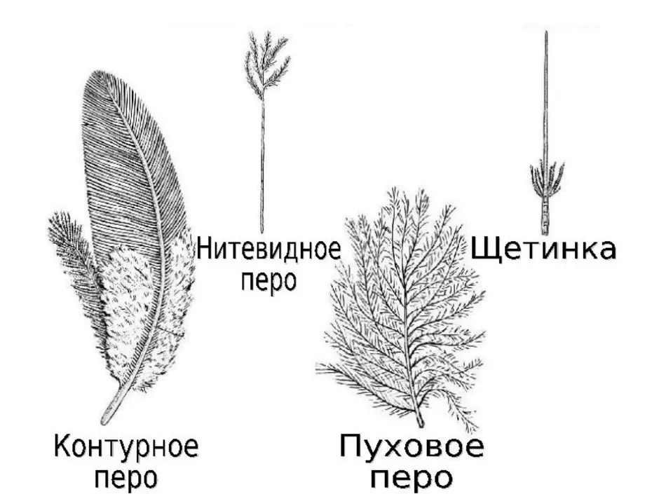 Типы перьев рисунок