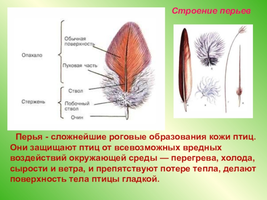 Пуховое перо рисунок