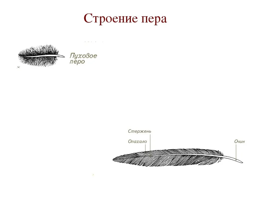 Как происходит смена перьевого покрова. Строение пера птицы. Пуховое перо строение. Пуховое перо рисунок. Перо контурный рисунок.