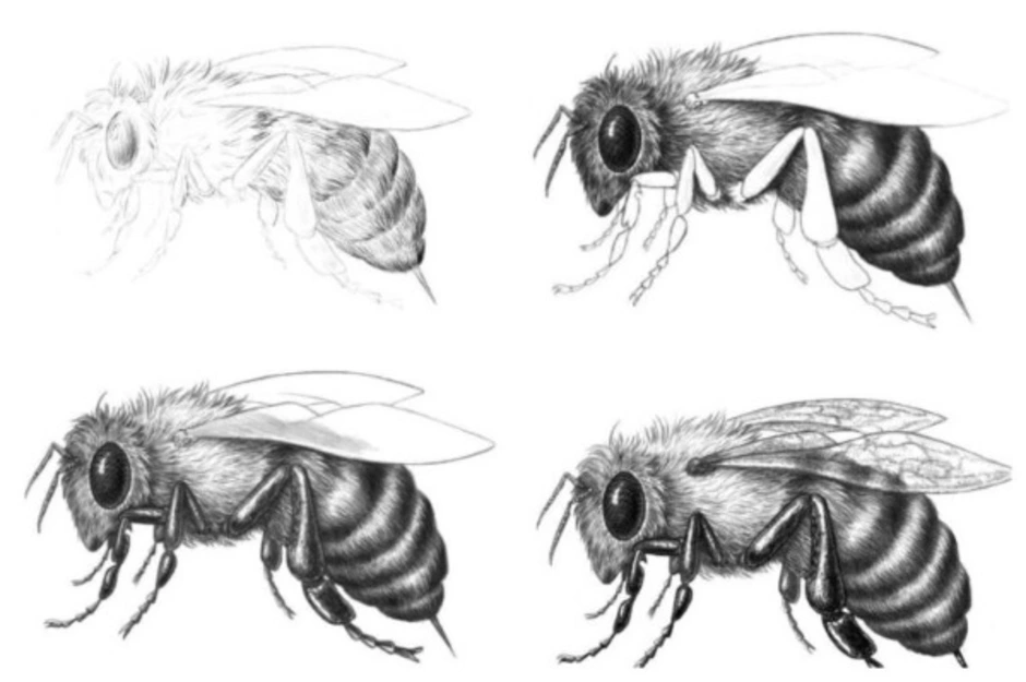 Пчела рисунок карандашом легкий