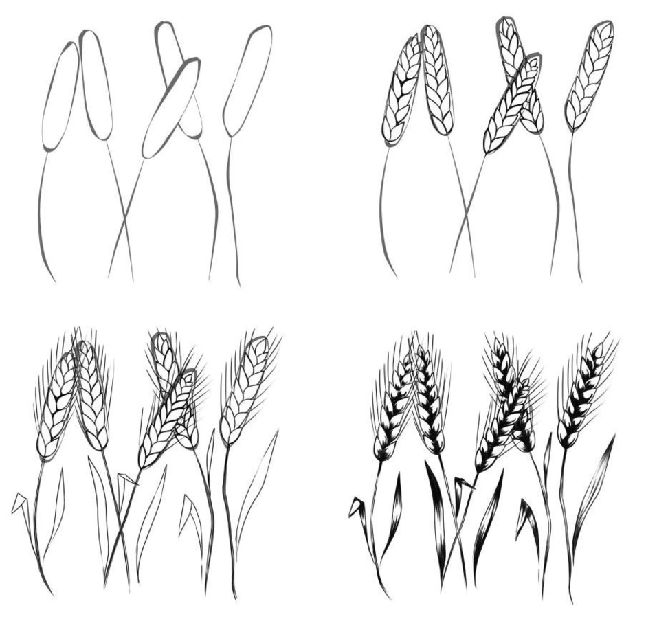 Как нарисовать пшеницу ребенку