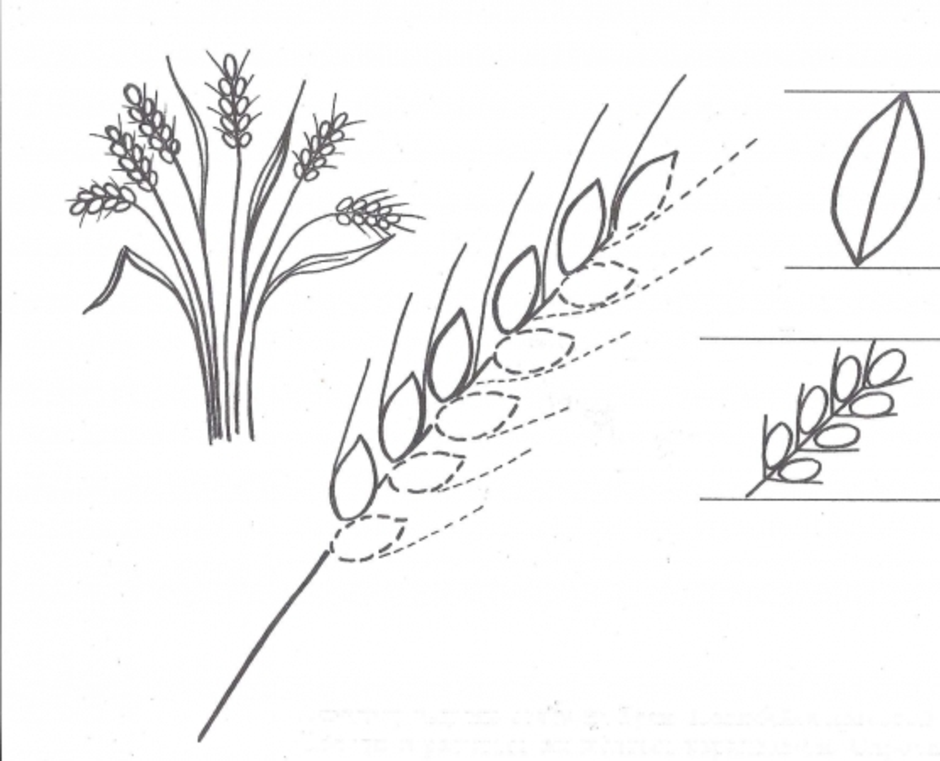 Схема рисунка риса. Рисование колосок старшая группа. Рисование колосок пшеницы старшая группа. Пшеница рисунок карандашом. Рисование Колосков в старшей группе.