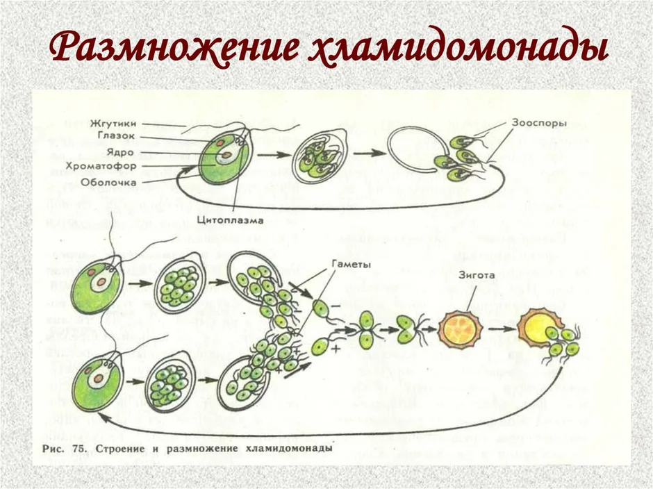 Какой способ размножения хламидомонады. Схема строения хламидомонады. Клетка хламидомонады. Строение одноклеточной водоросли хламидомонады. Хламидомонада строение рисунок.