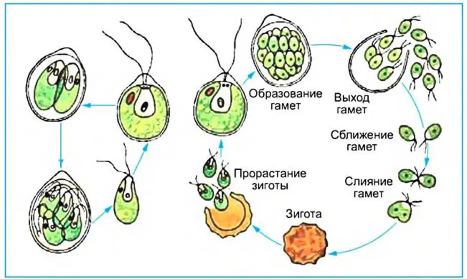Гаметы образуются в гаметофите. Схема размножения одноклеточных водорослей. Бесполое размножение хламидомонады. Рисунок бесполое размножение хламидомонады. Размножение хламидомонады рис.