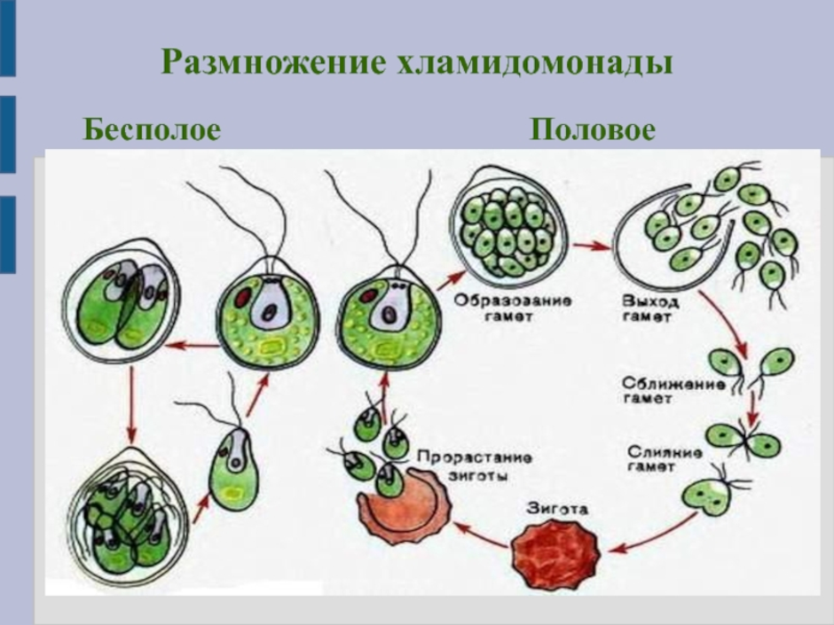 Бесполое размножение происходит с помощью б. Размножение хламидомонады 5 класс. Половое размножение хламидомонады схема. Размножение хламидомонады 7 класс. Половое размножение одноклеточных водорослей.