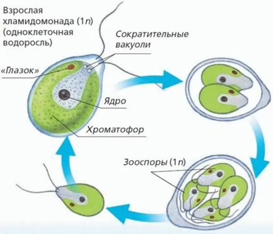 Взрослая особь хламидомонады образуется. Бесполое размножение водорослей схема. Бесполое и половое размножение хламидомонады схема. Размножение хламидомонады схема. Половое размножение хламидомонады.