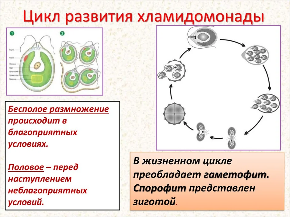 Гаметофит и спорофит хламидомонады. Цикл размножения хламидомонады. Цикл бесполого размножения хламидомонады. Жизненный цикл хламидомонады бесполое размножение. Бесполый цикл хламидомонады.