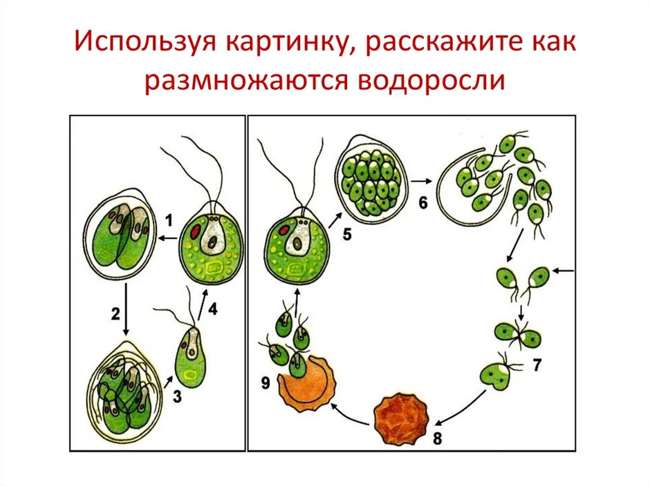 Размножение водорослей схема