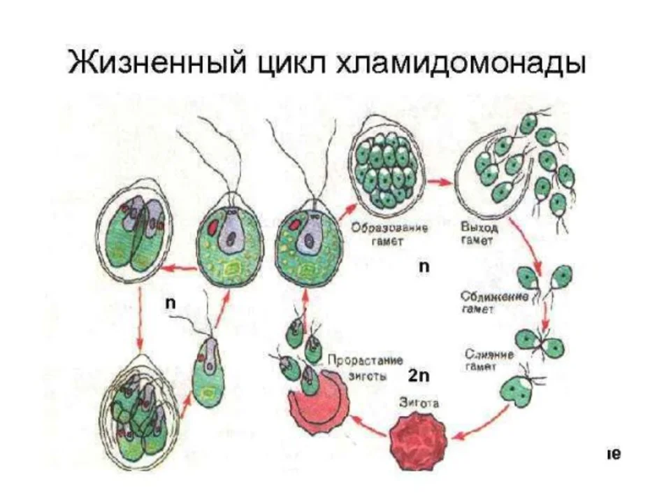 Рассмотрите рисунок жизненного цикла хламидомонады и укажите названия стадий обозначенных 1 и 2