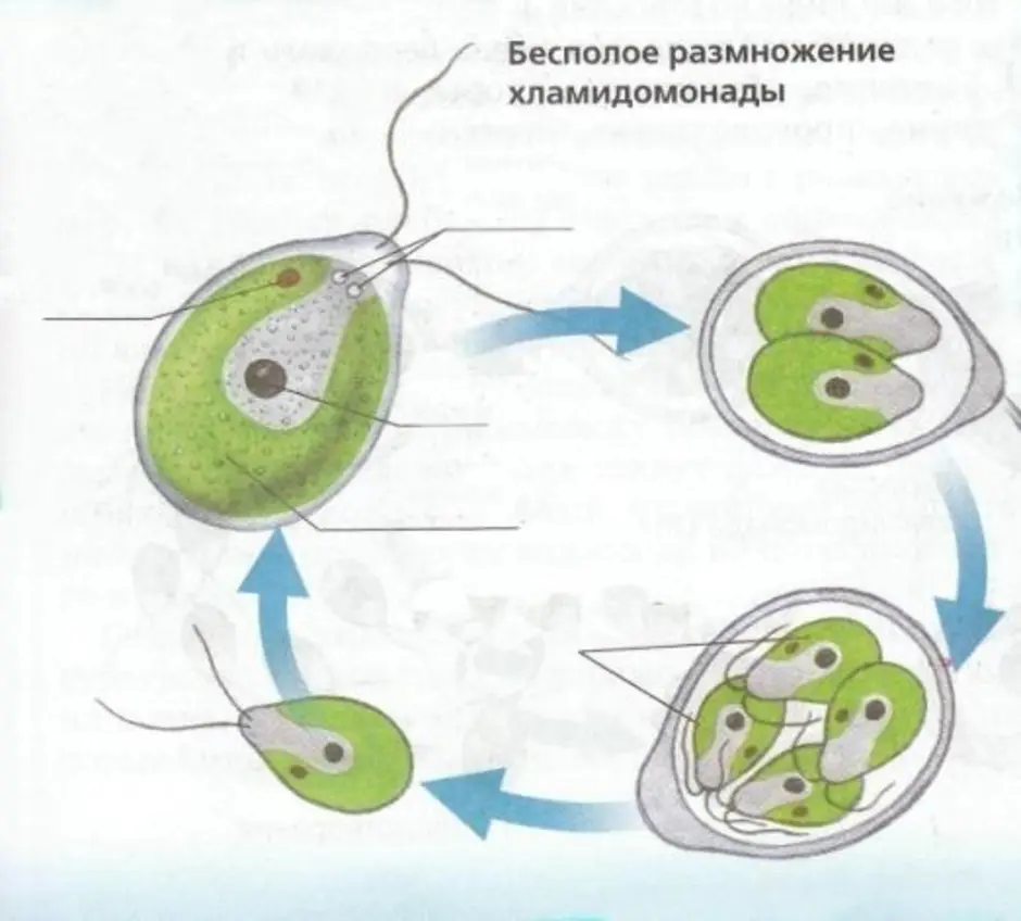 Размножение клеток водорослей. Бесполое размножение водорослей. Бесполое размножение хламидомонады. Размножение водорослей хламидомонада. Схема размножения одноклеточных водорослей.