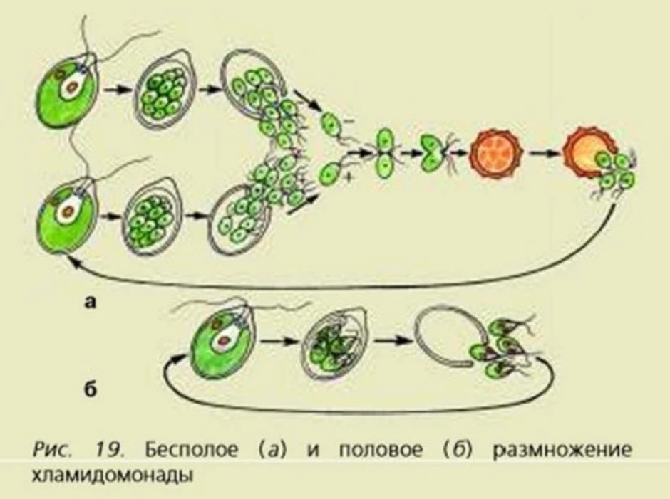 Бесполое хламидомонада. Размножение хламидомонады. Бесполое и половое размножение хламидомонады схема. Размножение хламидомонады схема. Половое размножение хламидомонады схема.