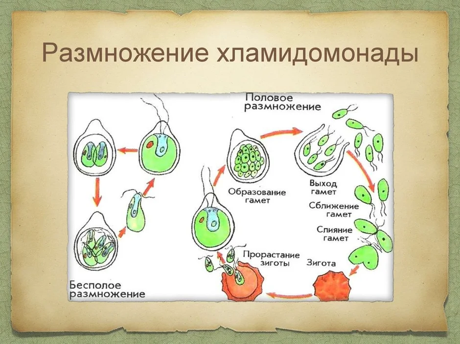 Половое размножение водорослей схема