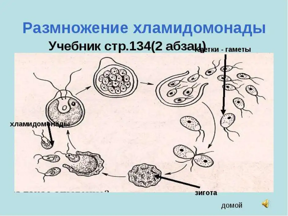 Какой способ размножения хламидомонады