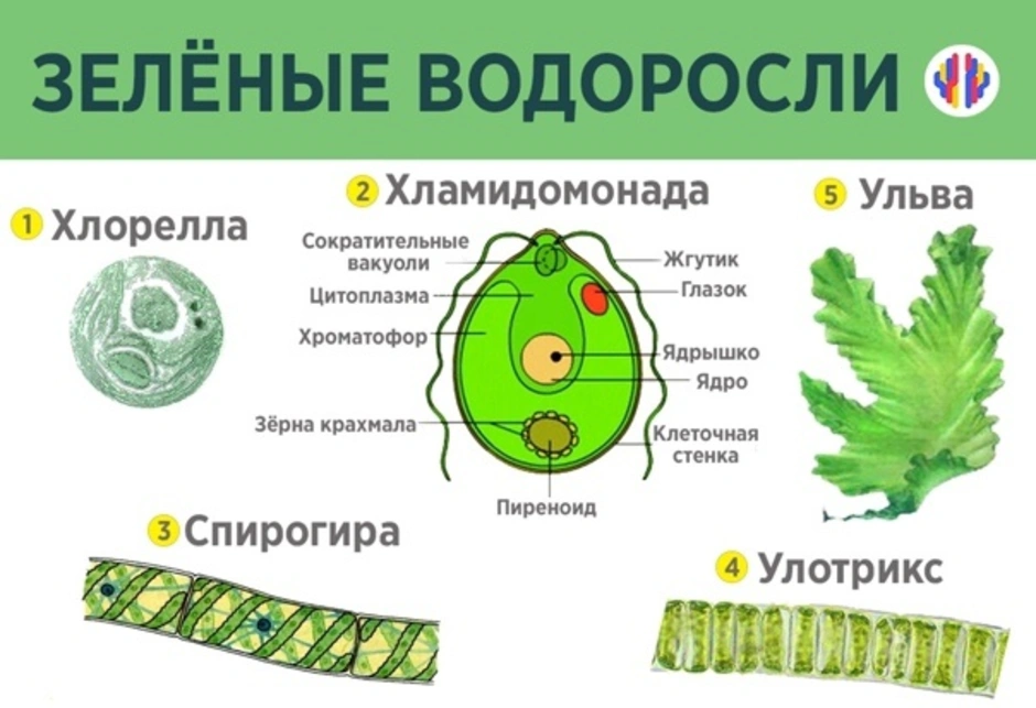 Представители группы водоросли. Одноклеточные зеленые водоросли. Chlorophyta отдел зелёные водоросли. Отдел зеленые водоросли хламидомонада. Строение клеток зеленых водорослей.