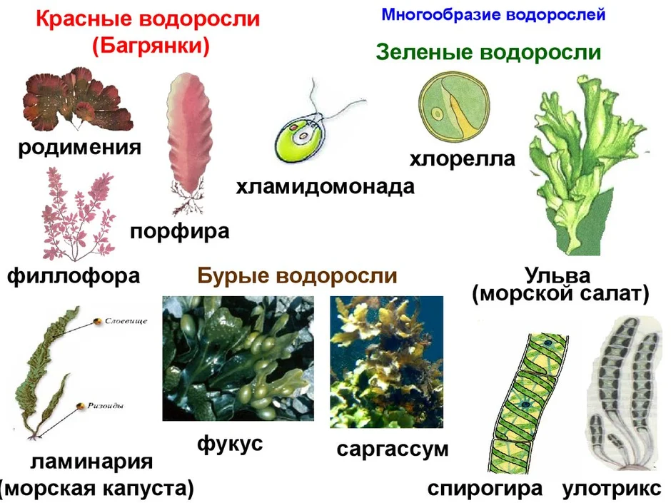 Зеленые водоросли картинка