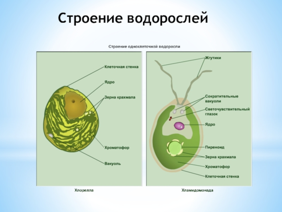 Строение водорослей