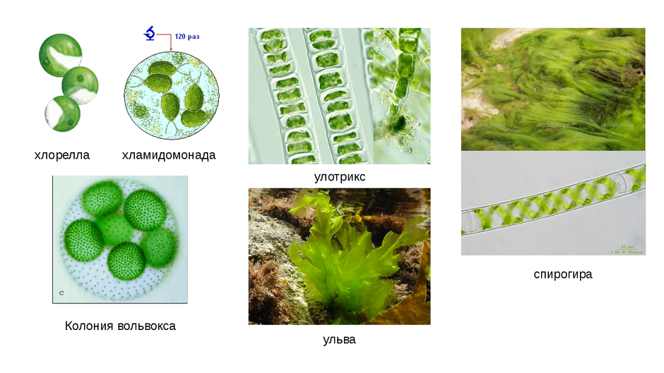 Водоросли многоклеточные рисунок