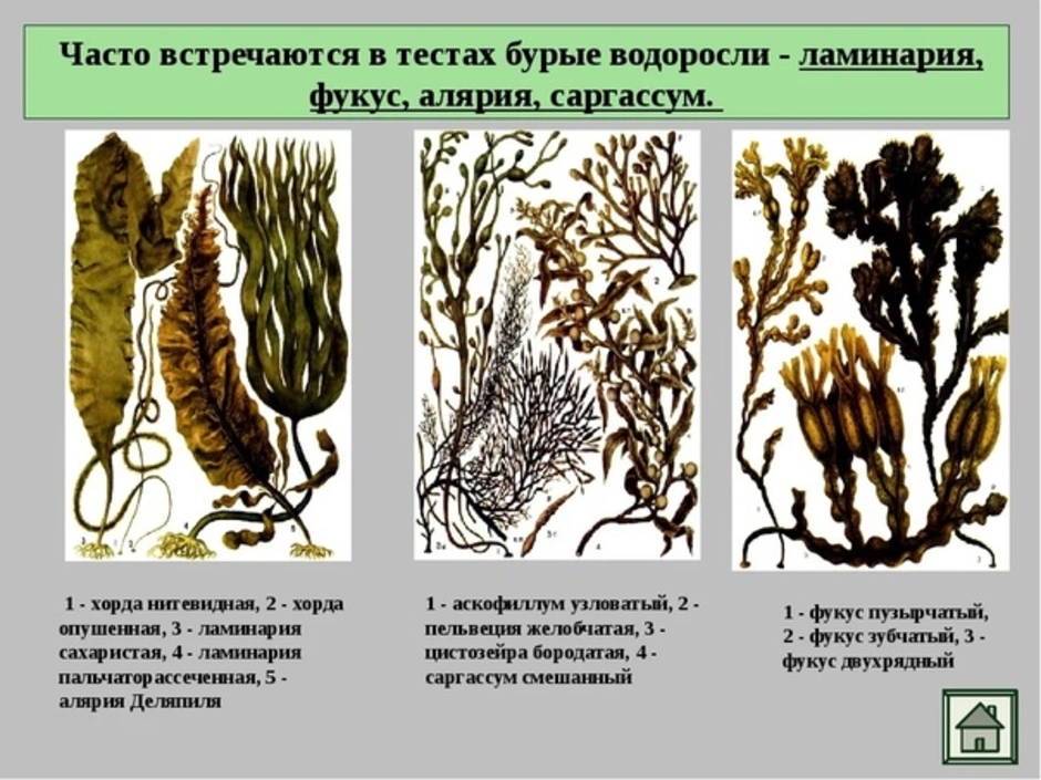 Бурые водоросли рисунок