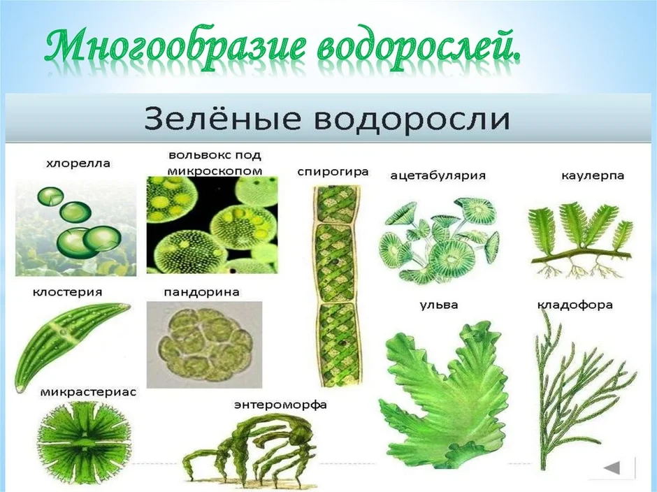 Выразите основную информацию параграфа в виде краткой записи или схемы многообразие водорослей