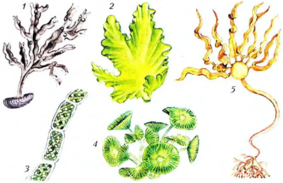 18 водоросли. Отдел зеленые водоросли Ульва. Таллом водоросли Ульва. Ульва бурые водоросли. Многообразие водорослей фукус Ульва.