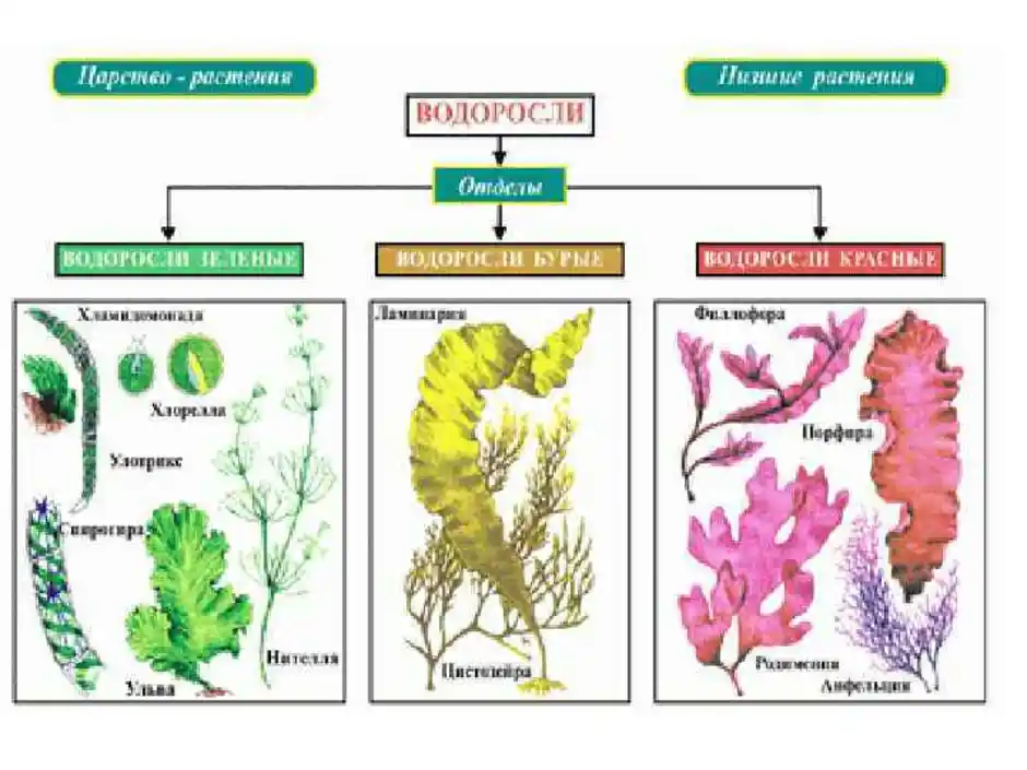 Разнообразие водорослей биология