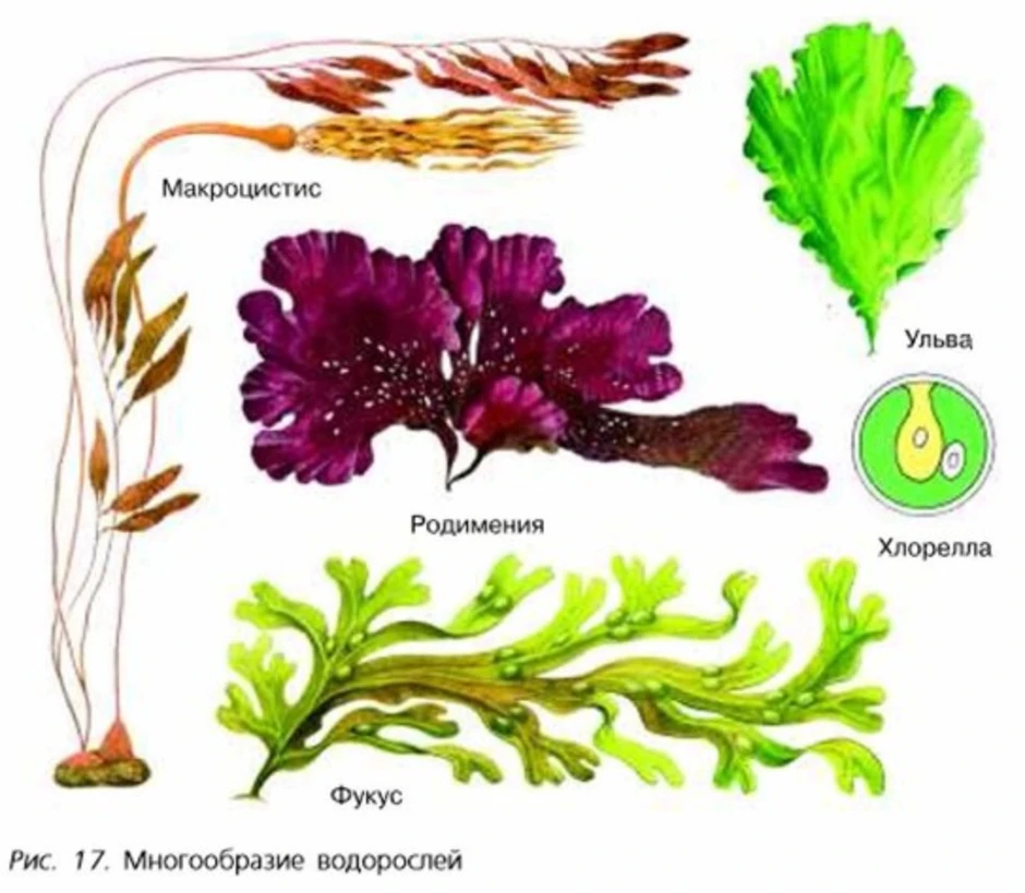5 водорослей название. Ульва, ламинария, порфира.. Ульва группа растений. Макроцистис водоросли биология. Водоросли картинки с названиями.