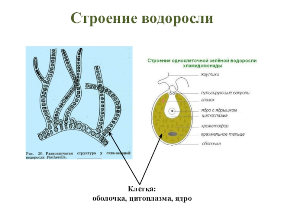 Рисунок клетки водорослей. Схема водоросли по биологии 6 класс. Строение многоклеточных зеленых водорослей. Строение водорослей 6 класс биология кратко. Многоклеточные водоросли строение клетки.