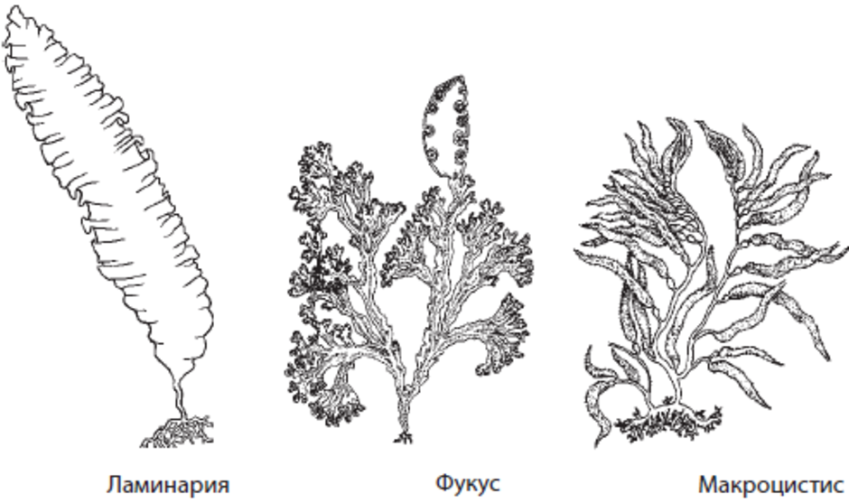 Водоросли егэ картинки