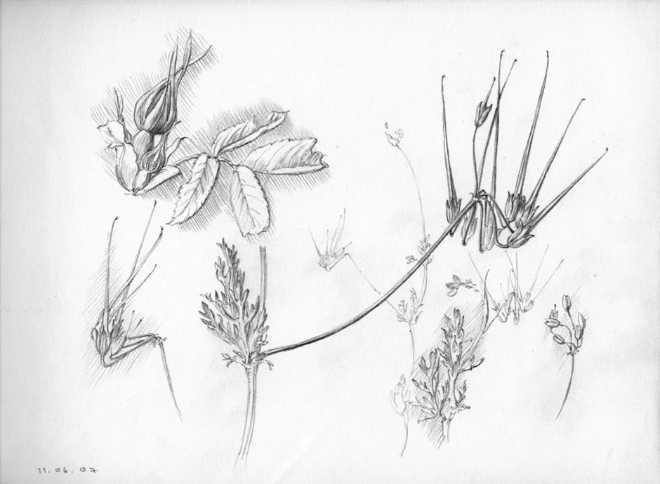 Натура растения. Пленэрные зарисовки растений. Растения карандашом. Зарисовки мелких растений. Рисование растений с натуры.