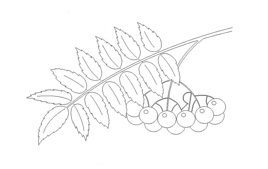 Ветка рябины рисунок шаблон
