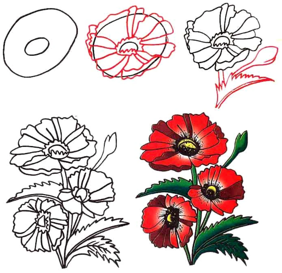 Нарисовать мак поэтапно