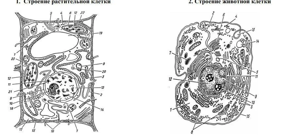 Укажите какая на рисунке клетка. Схема строения растительной клетки рисунок. Строение растительной и животной клетки без подписей. Строение растительной клетки ЕГЭ биология. Строение растительной клетки 9 класс биология.