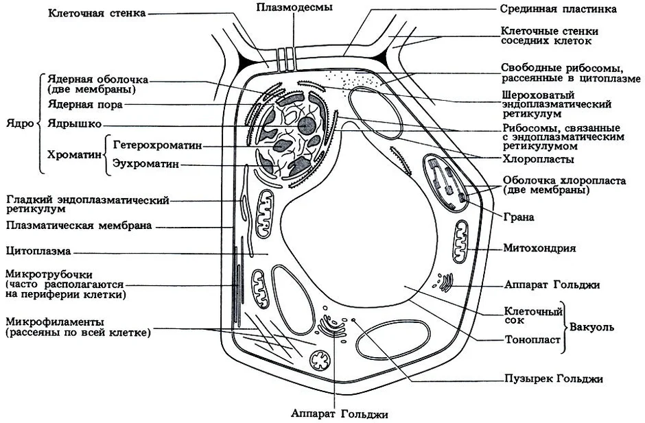 Be схема строения