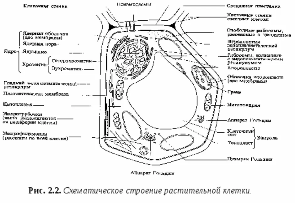 Растительная клетка строение рисунок с подписями. Схематическое строение растительной клетки. Обобщенная схема строения растительной клетки. Строение растительной клетки чёрно белые. Ультраструктура обобщенной растительной клетки.