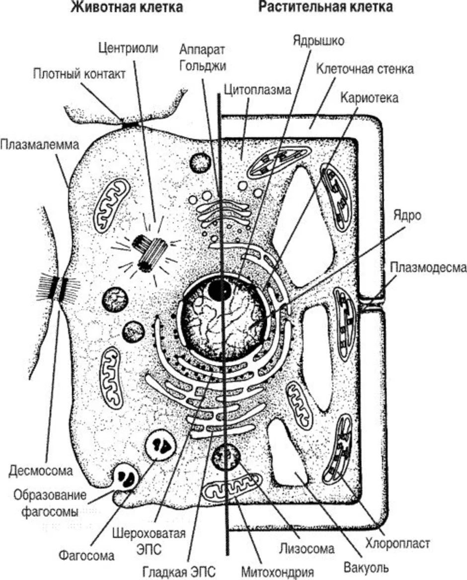 Растительная клетка термины. Схема строения клетки животного и растения. Схема строения животной и растительной клетки. Строение растительной клетки и животной клетки. Сравнение животной и растительной клетки схема.
