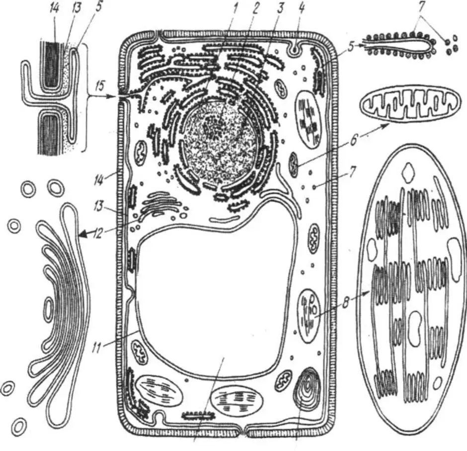 Рисунок растительной клетки с обозначениями 6. Органоиды растительной клетки схема. Растительная клетка без подписи органоидов. Схема строения растительной клетки. Клетка растения с органоидами без подписей.