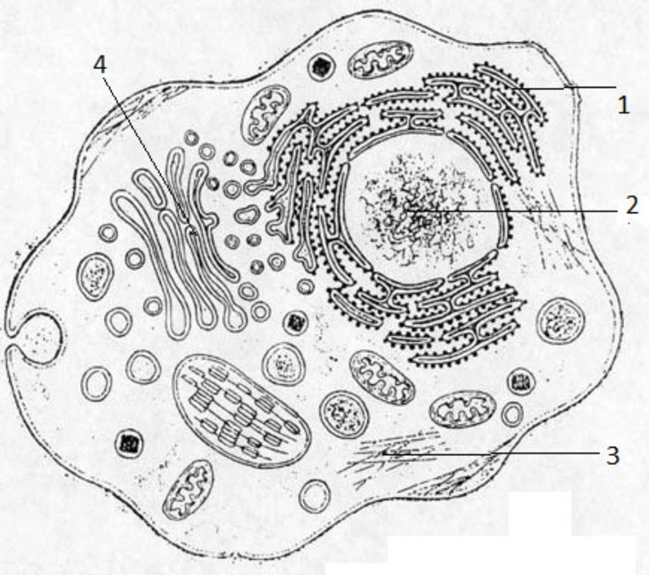 Тест клетка егэ. Растительная клетка ЕГЭ биология рисунок. Строение растительной клетки ЕГЭ. Строение животной клетки ЕГЭ биология. Строение растительной клетки ЕГЭ биология.