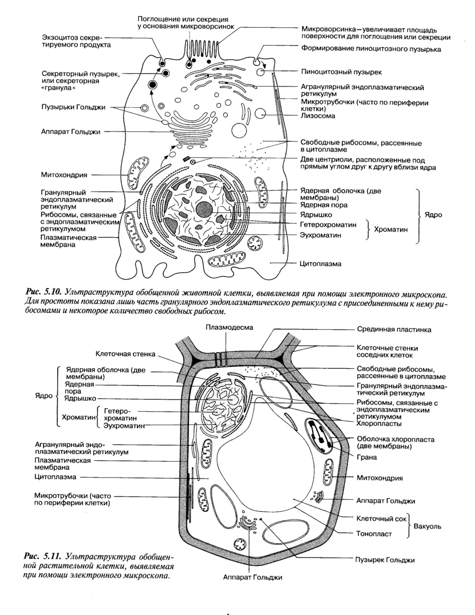 Клетка схема егэ